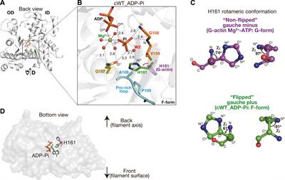 Mutagenic analysis of actin reveals the mechanism of His161 flipping that triggers ATP hydrolysis